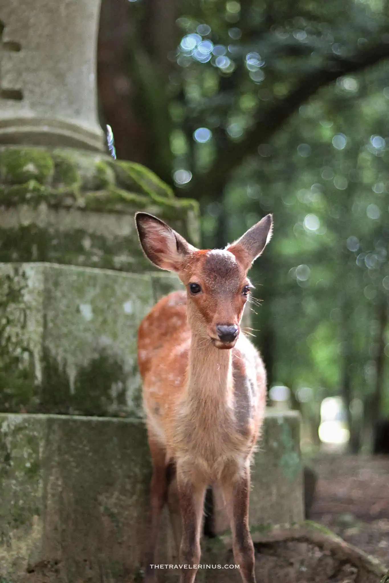 Top place to visit in Japan, Nara Park in Kyoto.
