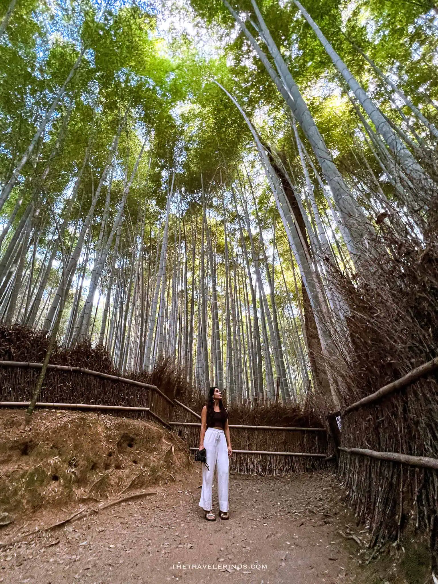 Kyotos famous bamboo forest 