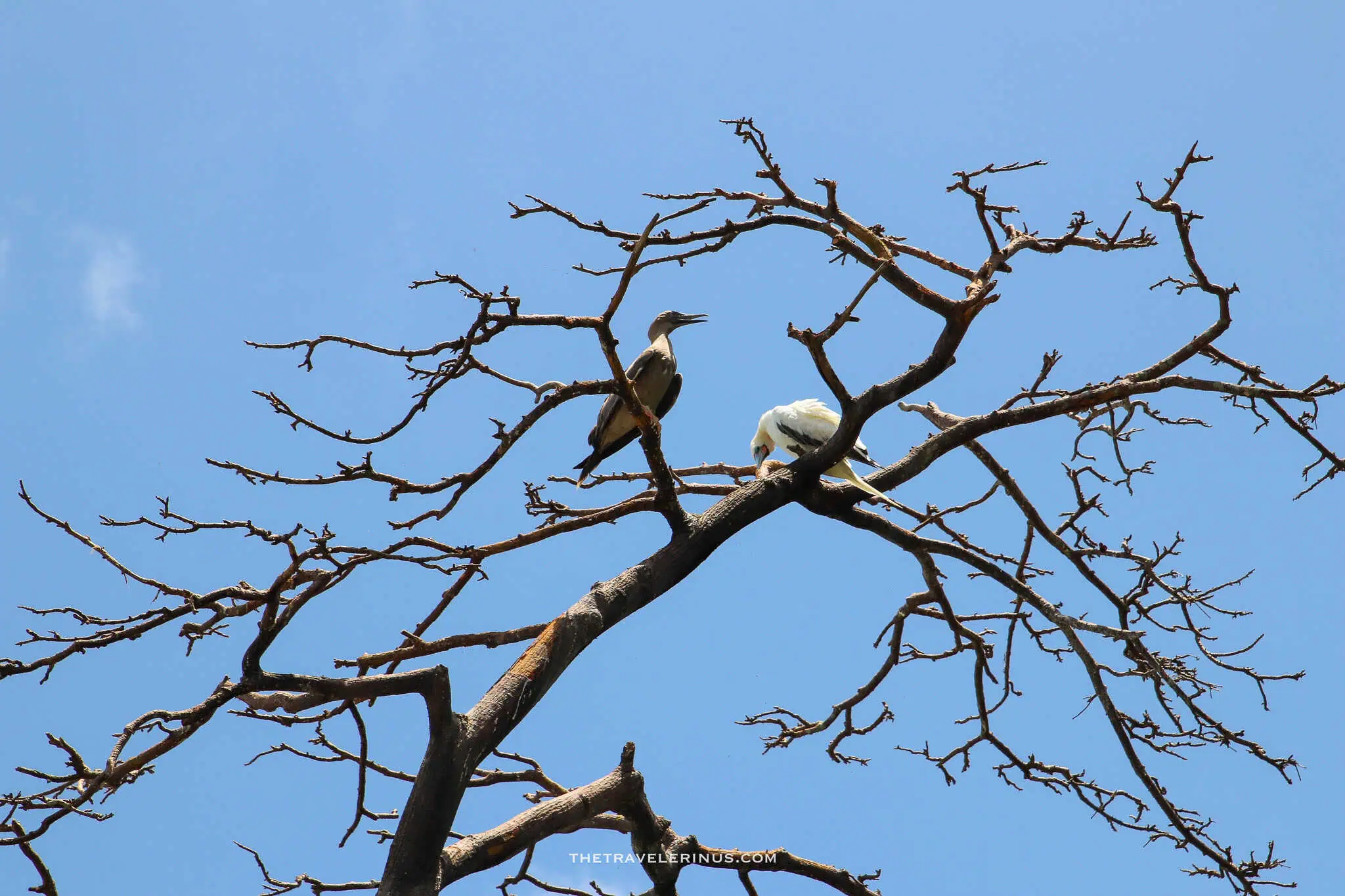 2 birds on a dried tree, Fernando de Noronha 
