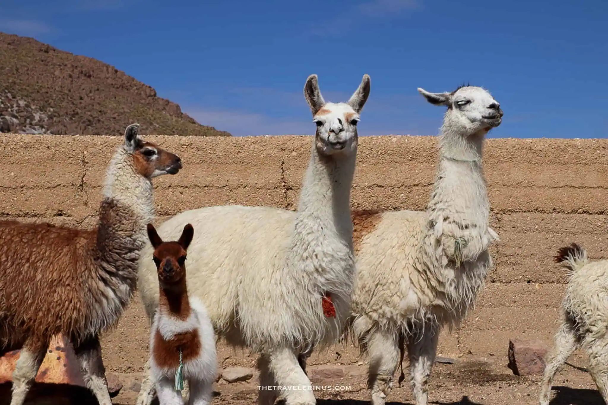 llamas in a farm Arequipa peru